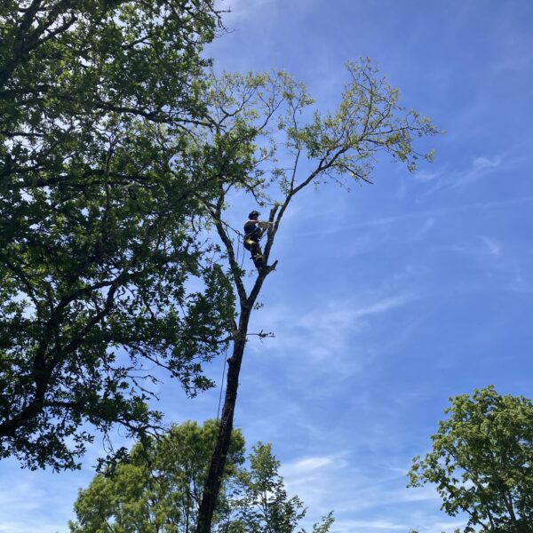 IMG 3725