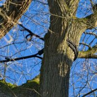 Tree,With,Crown,Protection,,Oak,Tree,,Tree,Care,From,Arborist Tree,With,Crown,Protection,,Oak,Tree,,Tree,Care,From,Arborist